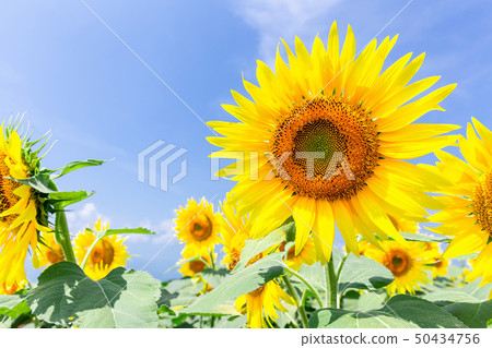 Sunflower 72 50434756