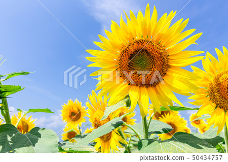 Sunflower 73 Sunflower 73 50434757