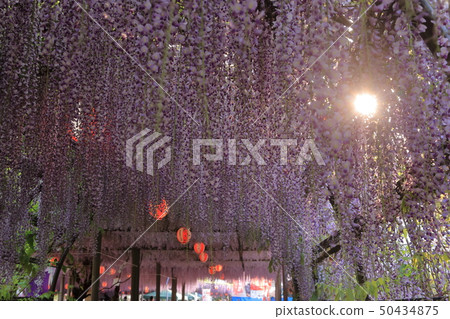 Yanagawa City Nakayama Ofuji Festival Yanagawa City Nakayama Ofuji Festival 50434875