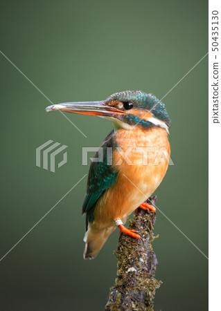 Common kingfisher sitting on a moss covered perch with little fish in a beak 50435130