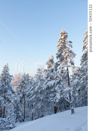 Trees covered in snow at winter forest 50435132