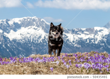 cute shiba inu dog on crocus field mountain background cute shiba inu dog on crocus field mountain background 50435491