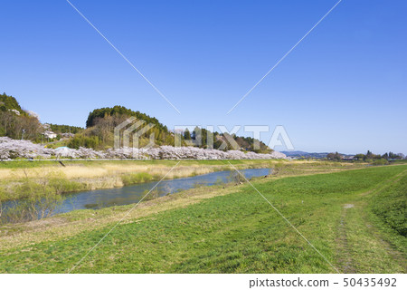 櫻花樹櫻桃樹春天河東北地區宮城縣 櫻花樹櫻桃樹春天河東北地區宮城縣 50435492
