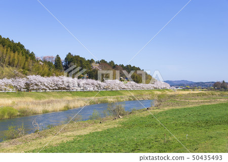Cherry trees Cherry trees Spring river Tohoku region Miyagi Prefecture Cherry trees Cherry trees Spring river Tohoku region Miyagi Prefecture 50435493