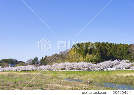 Cherry trees Cherry trees Spring river Tohoku region Miyagi Prefecture Cherry trees Cherry trees Spring river Tohoku region Miyagi Prefecture 50435494