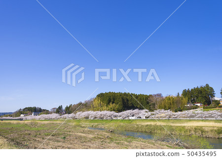 櫻花樹櫻桃樹春天河東北地區宮城縣 櫻花樹櫻桃樹春天河東北地區宮城縣 50435495