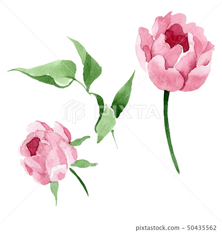 Dark red peony floral botanical flowers. Watercolor background illustration set. Isolated peony Dark red peony floral botanical flowers. Watercolor background illustration set. Isolated peony 50435562