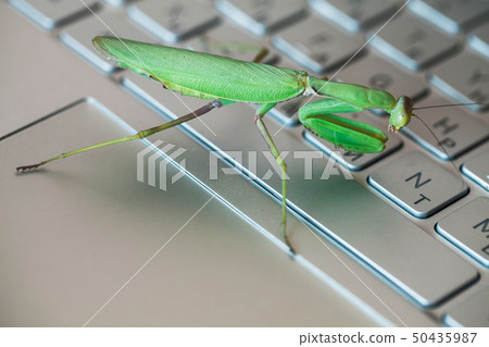 Software bug metaphor, green mantis Software bug metaphor, green mantis 50435987