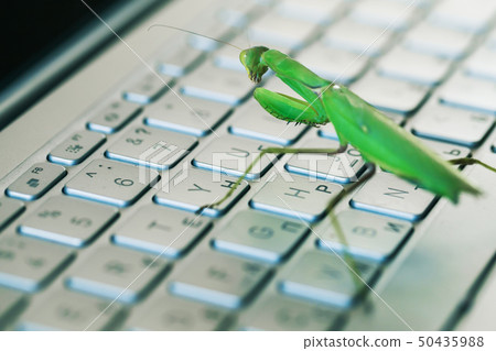 Green mantis is on a laptop keyboard Green mantis is on a laptop keyboard 50435988