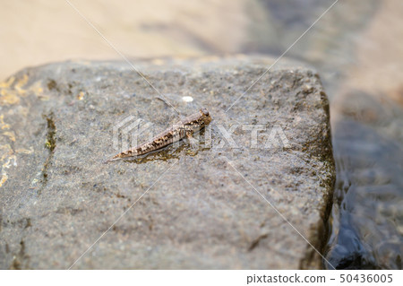Barred mudskipper or silverlined mudskipper Barred mudskipper or silverlined mudskipper 50436005