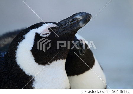 Penguin Penguin 50436132