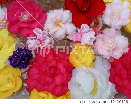 Flowers 50436138