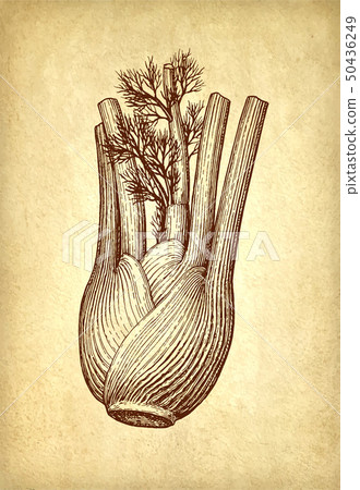 Ink sketch of fennel bulbs Ink sketch of fennel bulbs 50436249