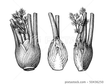 Ink sketch of fennel bulbs Ink sketch of fennel bulbs 50436250