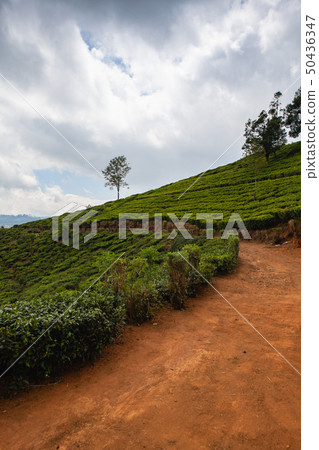Nuwara Eliya tea plantation in Sri Lanka. Nuwara Eliya tea plantation in Sri Lanka. 50436347