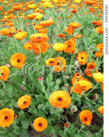 春天花金盞草花田 50436492