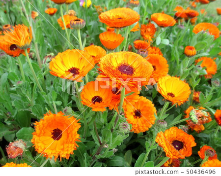 春天花金盞草花田 50436496