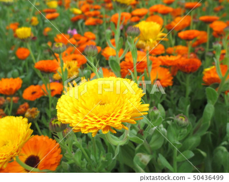 春天花金盞草花田 50436499