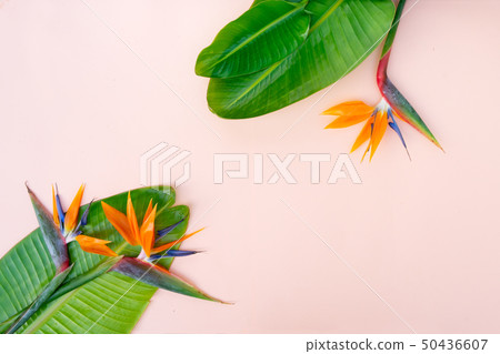Summer flat lay scenery with strelizia flowers Summer flat lay scenery with strelizia flowers 50436607