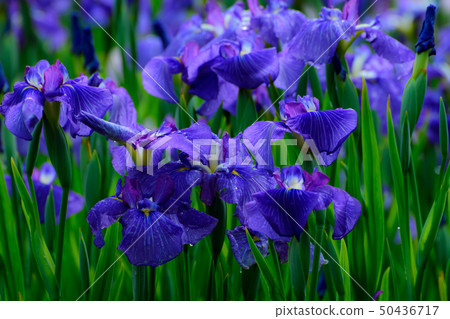 Van Gogh iris flower 50436717