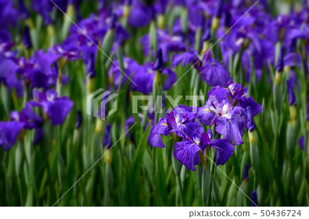 Van Gogh iris flower Van Gogh iris flower 50436724