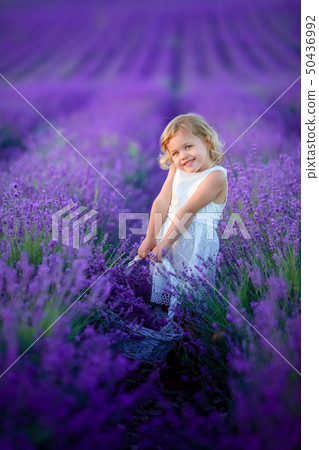 A Beautiful young girl outdoors portrait. kid in hat with basket flowers harvesting in lavender A Beautiful young girl outdoors portrait. kid in hat with basket flowers harvesting in lavender 50436992