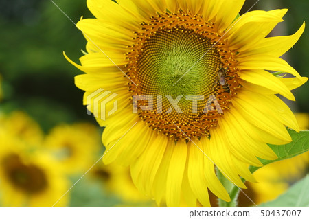 little bee feeding pollen on sunflower 50437007