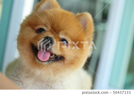 young pomeranian small dog cute pet, happy animal 50437133