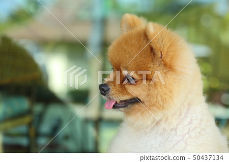 young pomeranian small dog cute pet, happy animal 50437134