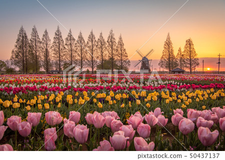Akebonoyama Agricultural Park Tulip 50437137