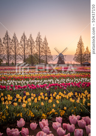 Akebonoyama Agricultural Park Tulip 50437150