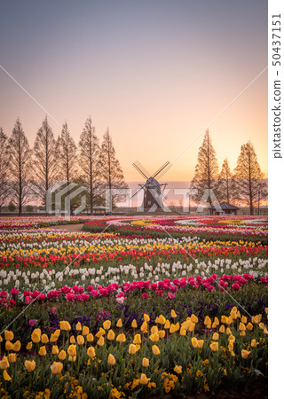 Akebonoyama Agricultural Park Tulip 50437151