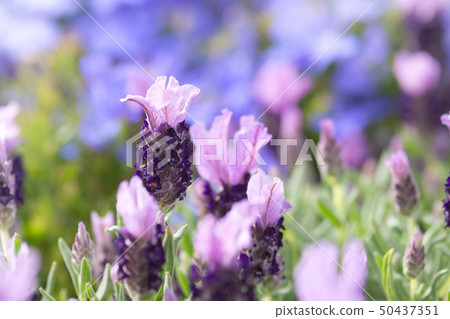 Stokas薰衣草花 50437351