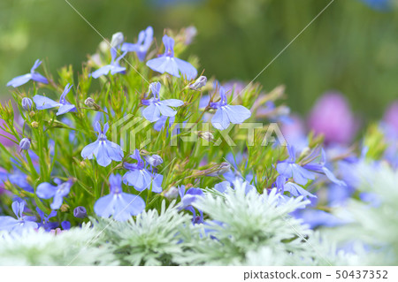 半邊蓮花 50437352