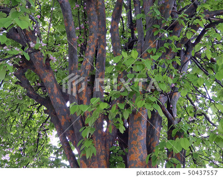 Quince tree Quince tree 50437557