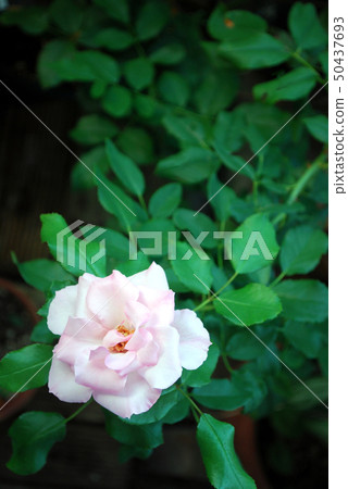 Wild rose contrast 50437693