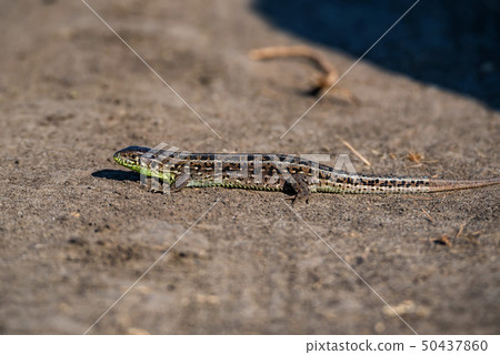 Close-up brown quick lizard on the ground Close-up brown quick lizard on the ground 50437860
