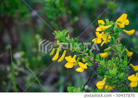 Green shrub of Genista with yellow flowers 50437870