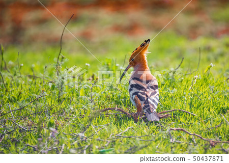Eurasian hoopoe or Upupa epops in sits in grass in steppe Eurasian hoopoe or Upupa epops in sits in grass in steppe 50437871