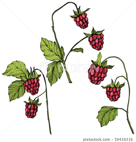 Vector Raspberry healthy food isolated. Red and green engraved ink art. Isolated berries Vector Raspberry healthy food isolated. Red and green engraved ink art. Isolated berries 50438316