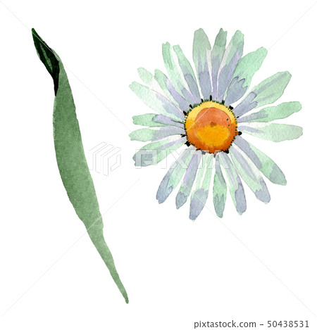 Big white chamomile floral botanical flowers. Watercolor background set. Isolated chamomile 50438531