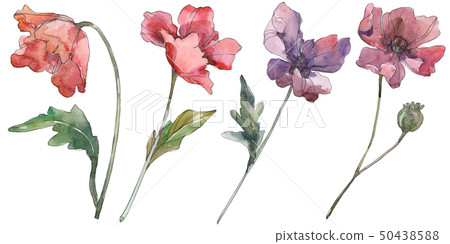 Red and purple poppy floral botanical flowers. Watercolor background set. Isolated poppies Red and purple poppy floral botanical flowers. Watercolor background set. Isolated poppies 50438588