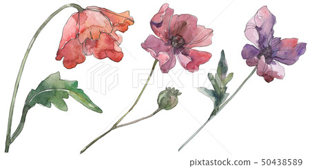 Red and purple poppy floral botanical flowers. Watercolor background set. Isolated poppies Red and purple poppy floral botanical flowers. Watercolor background set. Isolated poppies 50438589