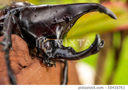 Close up picture of beetles face Close up picture of beetles face 50438761