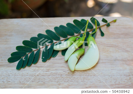 Vegetable Humming Bird Sesban Agasta Vegetable Humming Bird Sesban Agasta 50438942