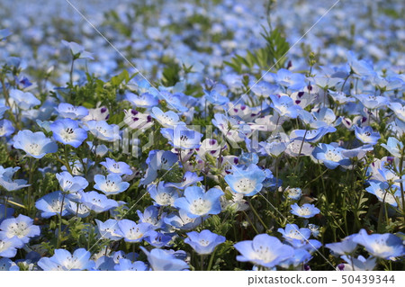 Nemophila in full bloom in the state-run Hitachi Beach Park 50439344