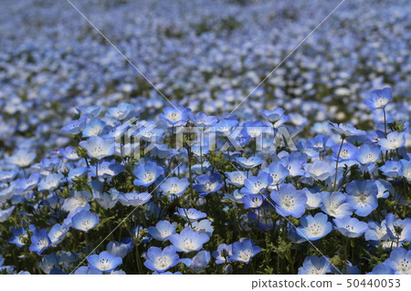 Nemophila in full bloom in the state-run Hitachi Beach Park Nemophila in full bloom in the state-run Hitachi Beach Park 50440053
