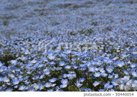 Nemophila in full bloom in the state-run Hitachi Beach Park Nemophila in full bloom in the state-run Hitachi Beach Park 50440054