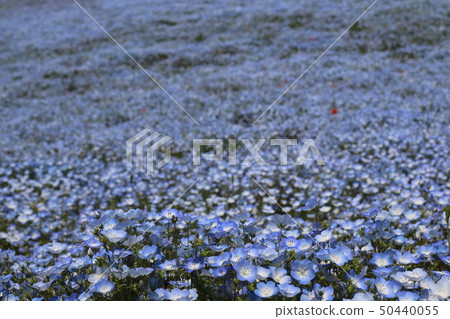 Nemophila in full bloom in the state-run Hitachi Beach Park Nemophila in full bloom in the state-run Hitachi Beach Park 50440055