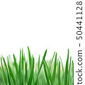 Spring or summer natural background with fresh 50441128